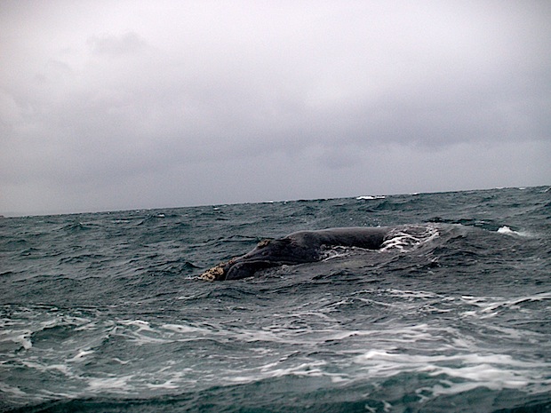 ballena franca azúl tomando aire por la superficie del mar