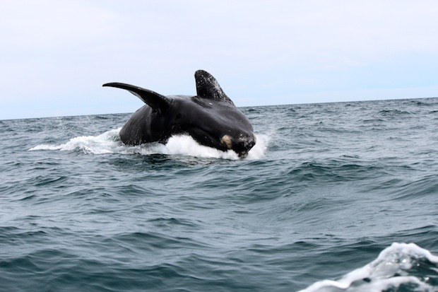 avistaje de ballenas en puerto madryn