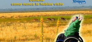 Miguel Nonay en primer plano y ciervos pastando en la llanura del Parque Nacional de Doñana durante una ruta accesible en vehículo 4x4.