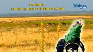 Miguel Nonay en primer plano y ciervos pastando en la llanura del Parque Nacional de Doñana durante una ruta accesible en vehículo 4x4.